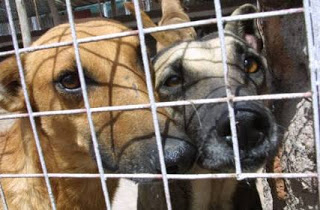 Perros abandonados por sus dueños han acabado recogidos por un refugio y esperan adopción o acogida.