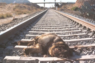 Foto sacada por trabajadores de un refugio de animales. El pastor alemán atropellado por el tren fue atado a la vía por su dueño para que no pudiera escapar de una muerte segura.