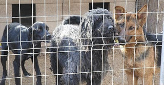 Perros abandonados por sus dueños han acabado recogidos por un refugio y esperan adopción o acogida.