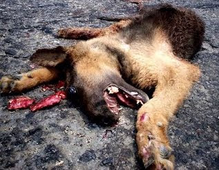 Otros perros abandonados acaban deambulando por las carreteras y provocando accidentes que normalmente acaban en muerte para ellos y en ocasiones provocan la muerte de terceros.